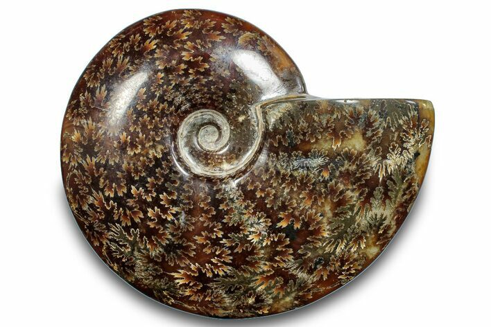 Polished Ammonite (Cleoniceras) Fossil - Madagascar #266253